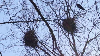Die Krähen beginnen bereits mit dem Nestbau. (Foto: pst)