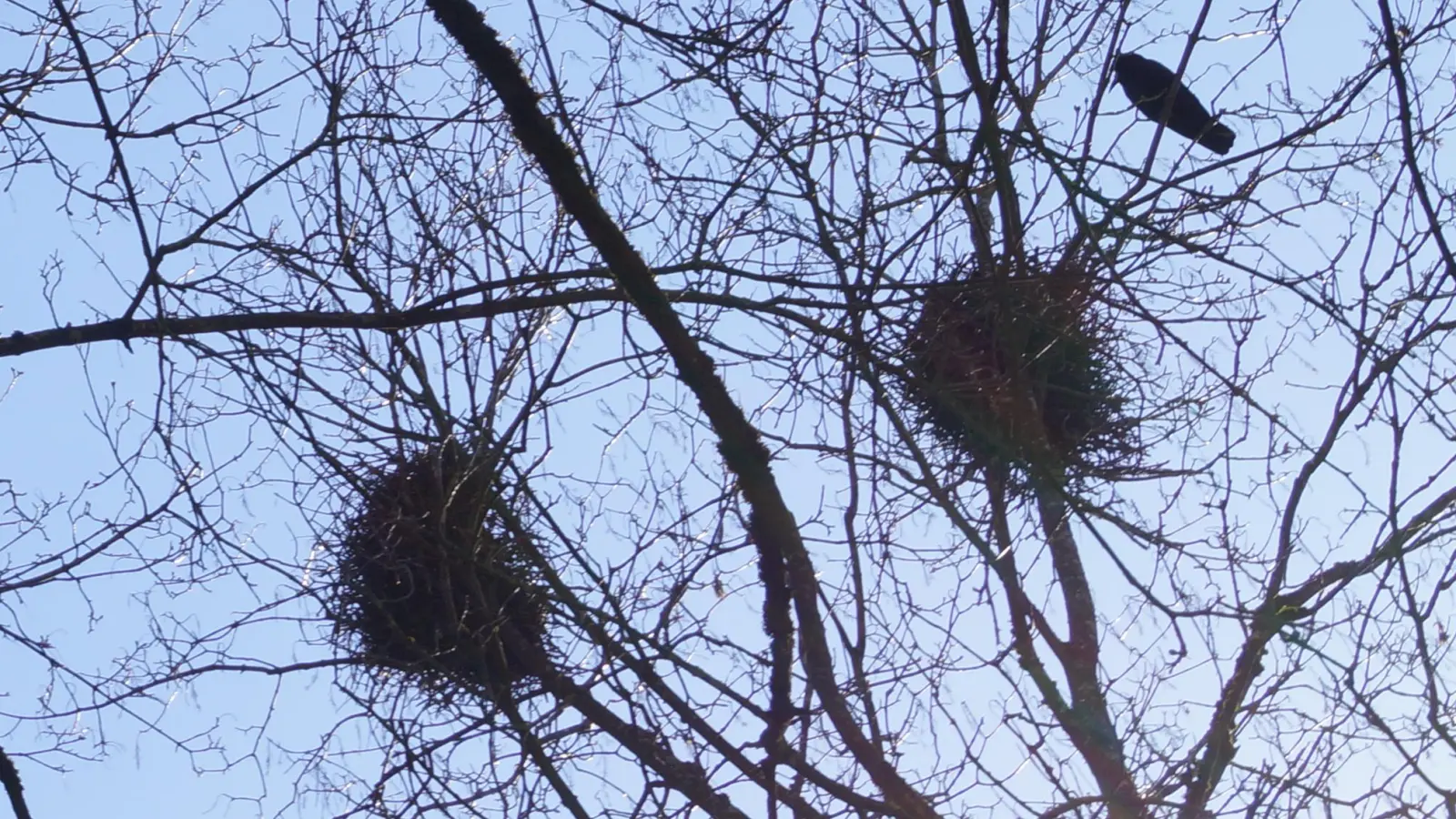 Die Krähen beginnen bereits mit dem Nestbau. (Foto: pst)