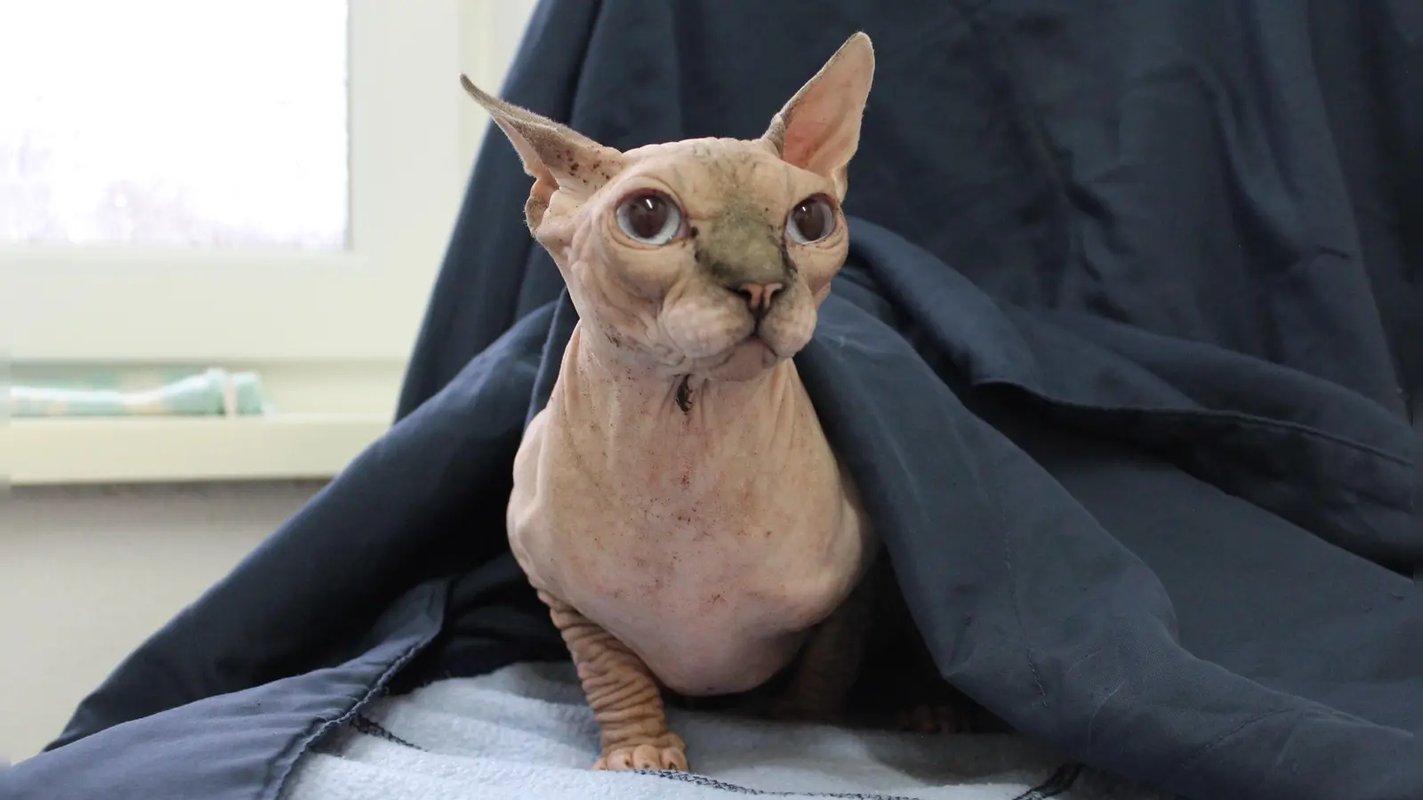 Die Tierheim-Hektik stresst Kiki. Wer schenkt der Sphynx ein ruhiges Zuhause? (Foto: Tierschutzverein München)