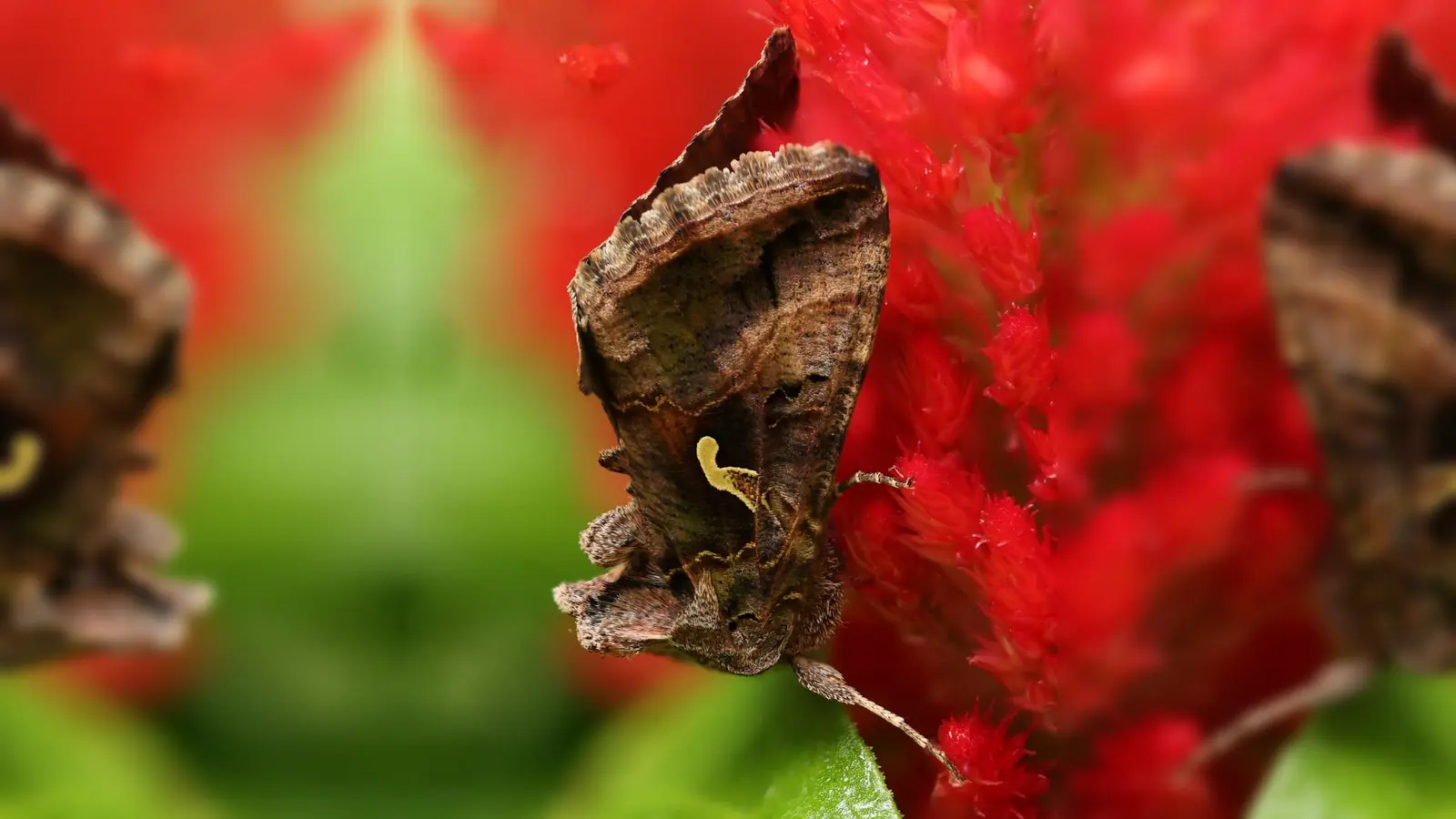 Gammaeulen sind Meister im Tarnen – die Oberflächenstruktur ähnelt einer Baumrinde. (Foto: Tierschutzverein München e.V.)
