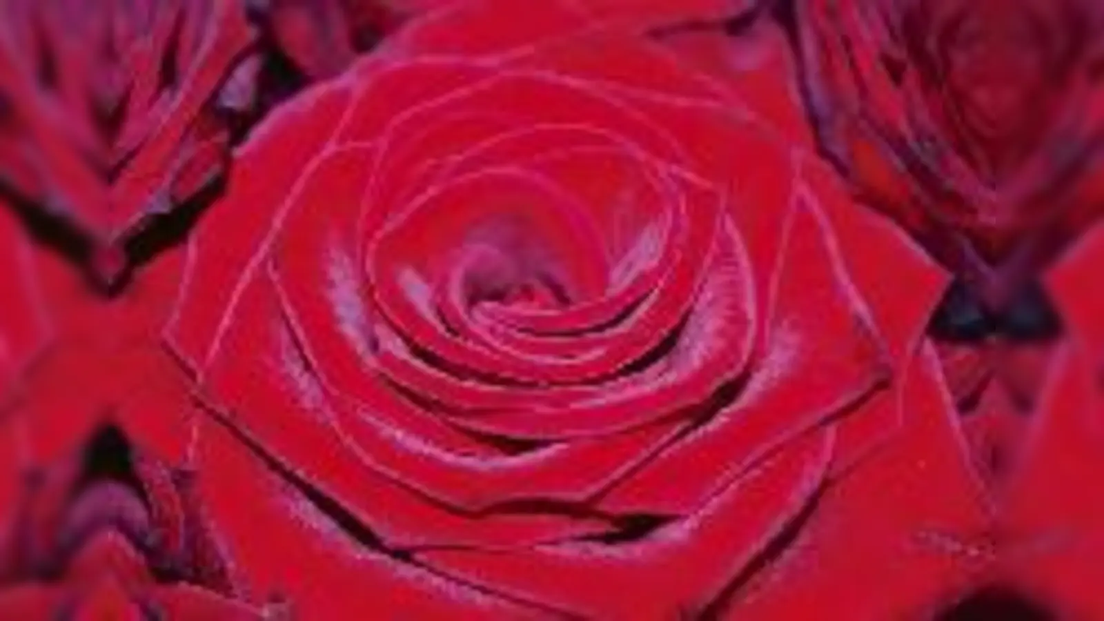 Unangefochtene Königin der Blumen: die Rose, der in hundertfachen Variationen auch im Münchner Rosengarten an der Isar gehuldigt wird.	 (Foto: pa)