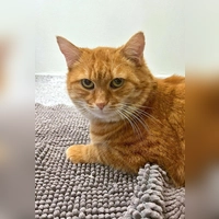 Kater Fluffel. (Foto: Tierheim Riem)