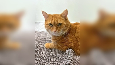 Kater Fluffel. (Foto: Tierheim Riem)