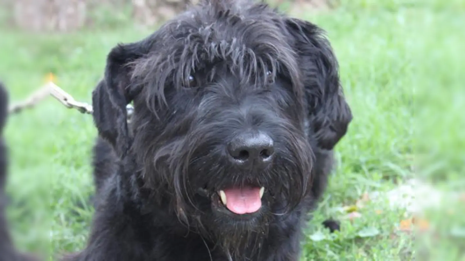 Große Vorfreude. Auch Hund »Motzi« scheint vom »Tag der offenen Tür« begeistert zu sein. 	 (Foto: Tierschutzverein)