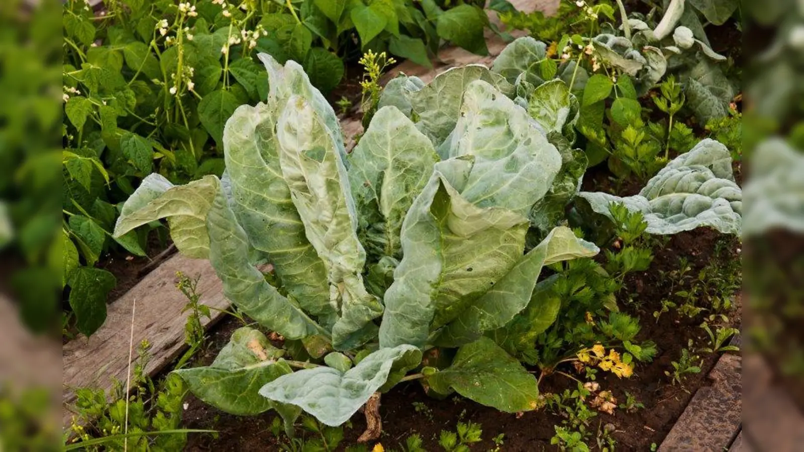 Säen, gießen und ernten: Ab 2015 wird es in Allach-Untermenzing eine Krautgartenanlage geben. (Foto: Marianne J / pixelio.de)