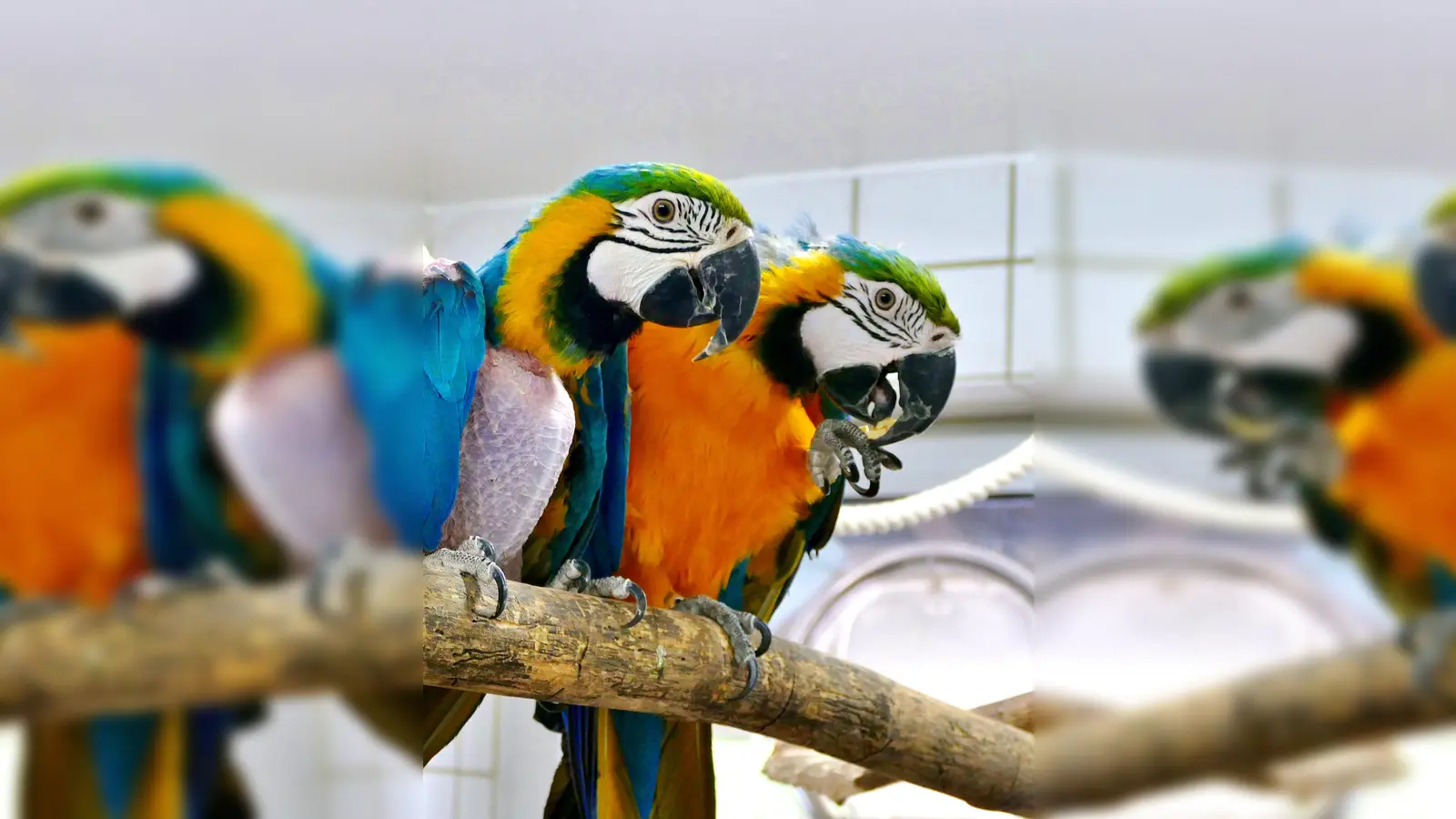 Gelbbrustaras Roy und Ria. (Foto: Tierheim Riem)