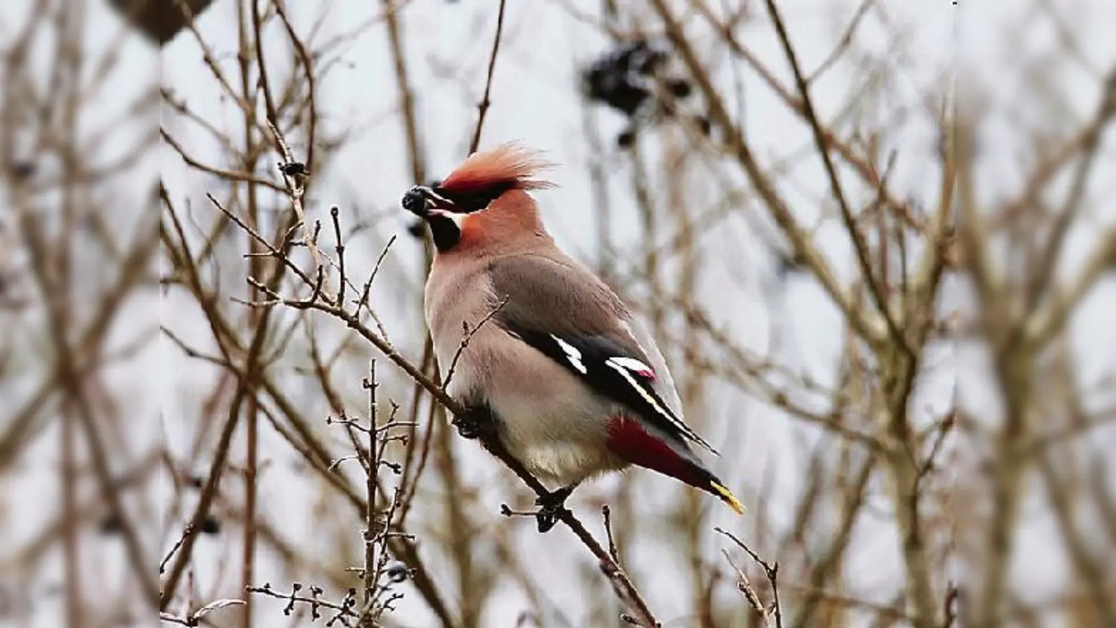 Auf Platz 15 mit 4420 gezählten Exemplaren schaffte es der Seidenschwanz bei der diesjährigen Wintervogelzählung.	  (Foto: Heinz Tuschl)