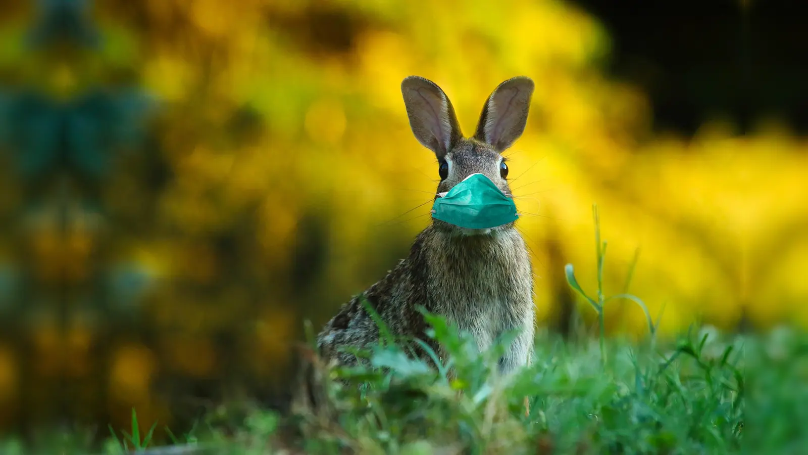 Heuer ist alles anders. Aufgrund der Coronavirus-Pandemie werden die meisten Menschen die Osterfeiertage daheim verbringen.  (Foto: Alexandra Koch/pixabay )