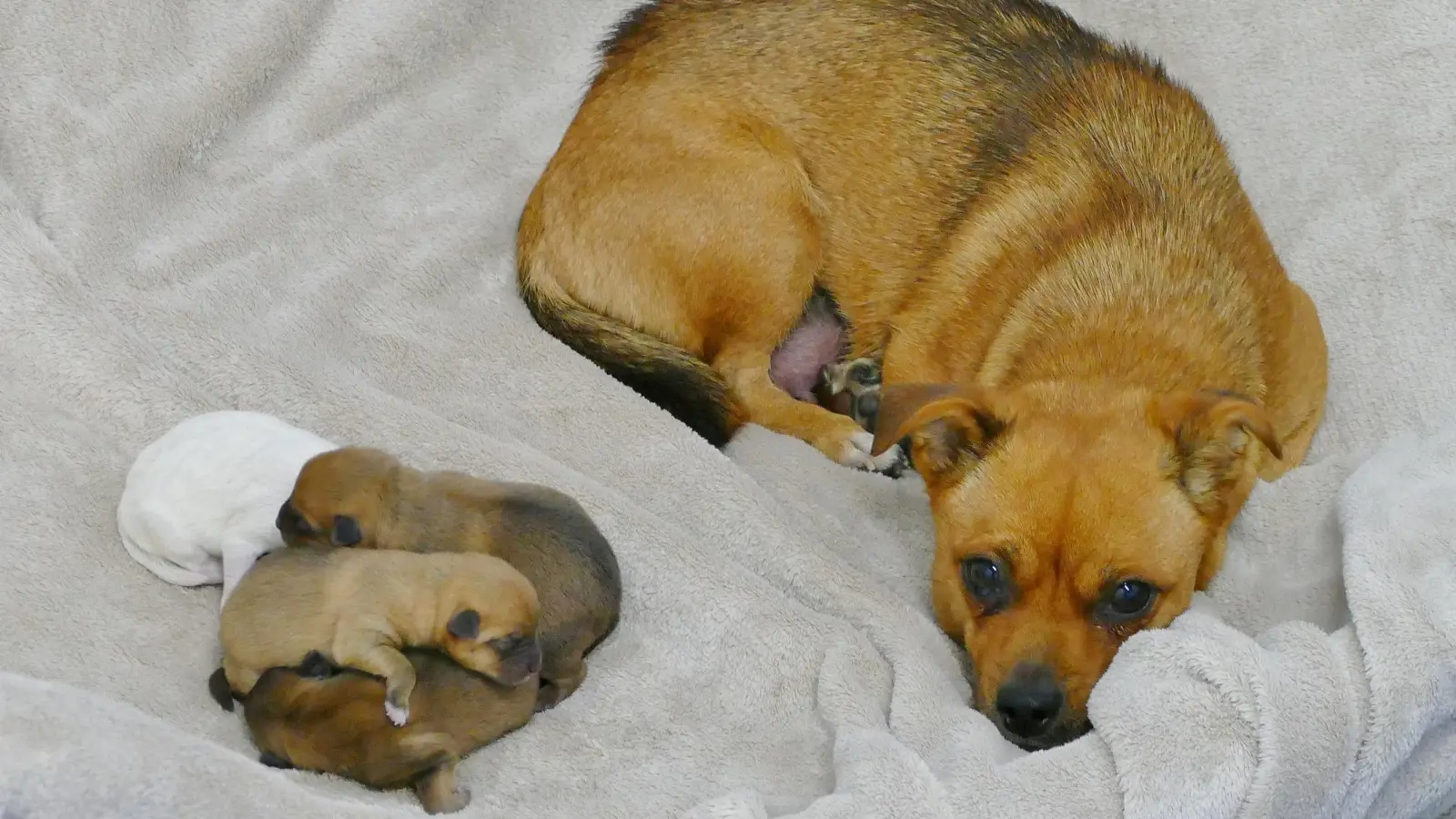 Molly und ihre entzückenden fünf Hundebabies sind wohlauf und werden die nächste Zeit erst einmal in der Quarantänestation hochgepäppelt.  (Foto: Tierschutzverein)