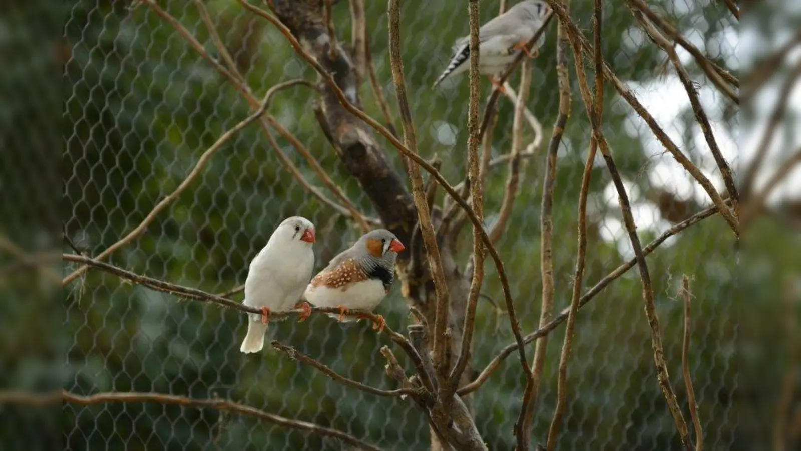 Zebrafinken sind Schwarmtiere und dürfen daher niemals alleine gehalten werden. Empfehlenswert ist eine Gruppe aus fünf Tieren. (Foto: Christoph Aron/pixelio.de)