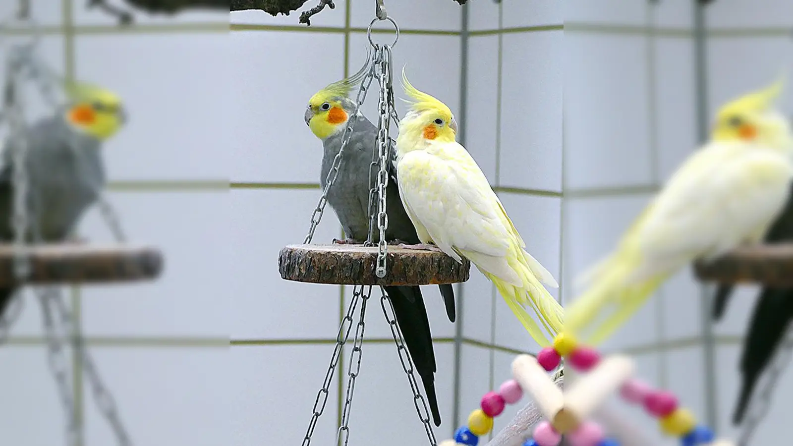 Rose (weiblich) und Strolch (männlich), beide geschätzt ca. 5 Jahre alt, haben sich im Tierheim kennengelernt, wurden beide etwa vor einem Jahr abgegeben, suchen gemeinsames Zuhause. (Foto: Tierheim Riem)