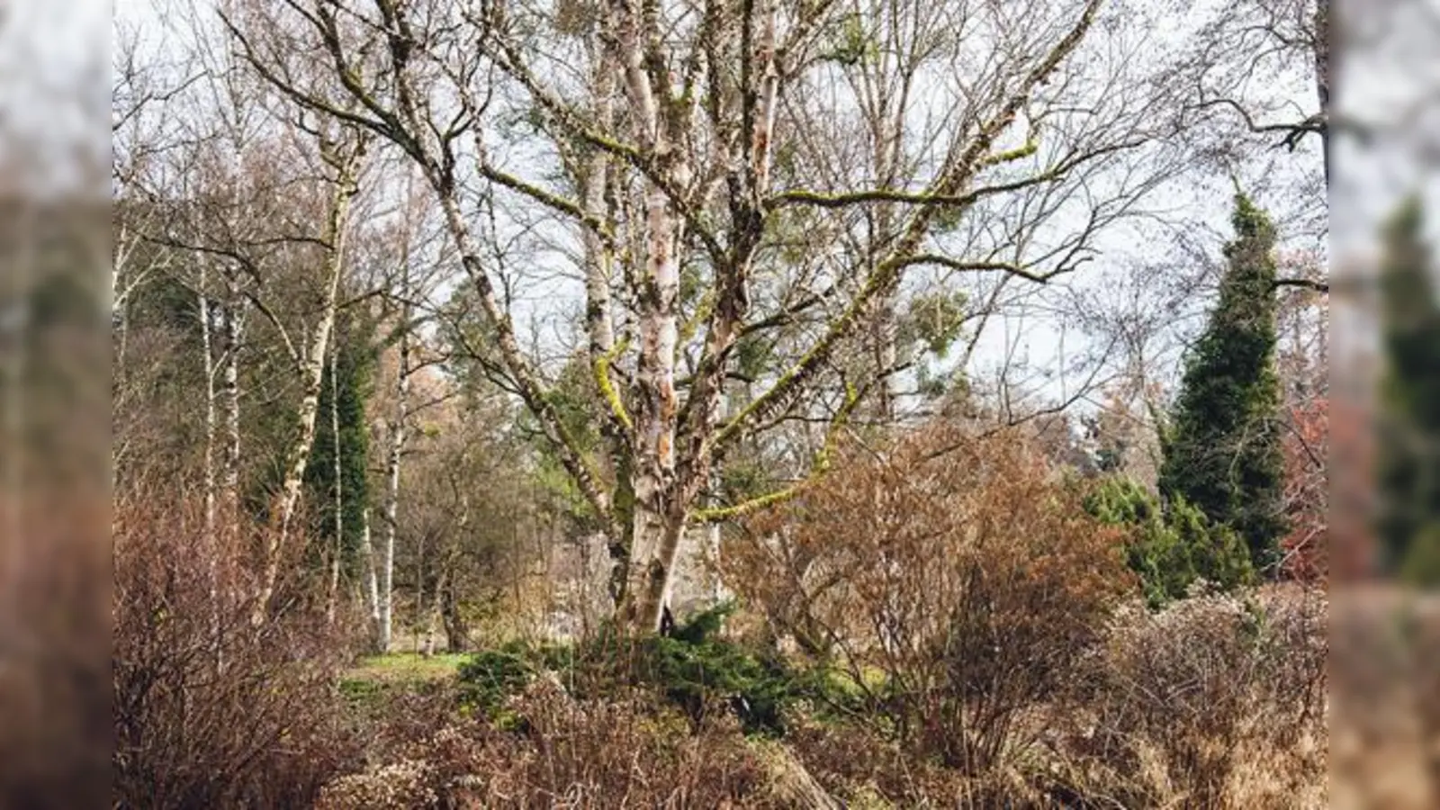 Auch wegen seiner schimmernden, glänzenden Rinde ist dieser Baum leicht erkennbar.	 (Foto: Franz Höck)
