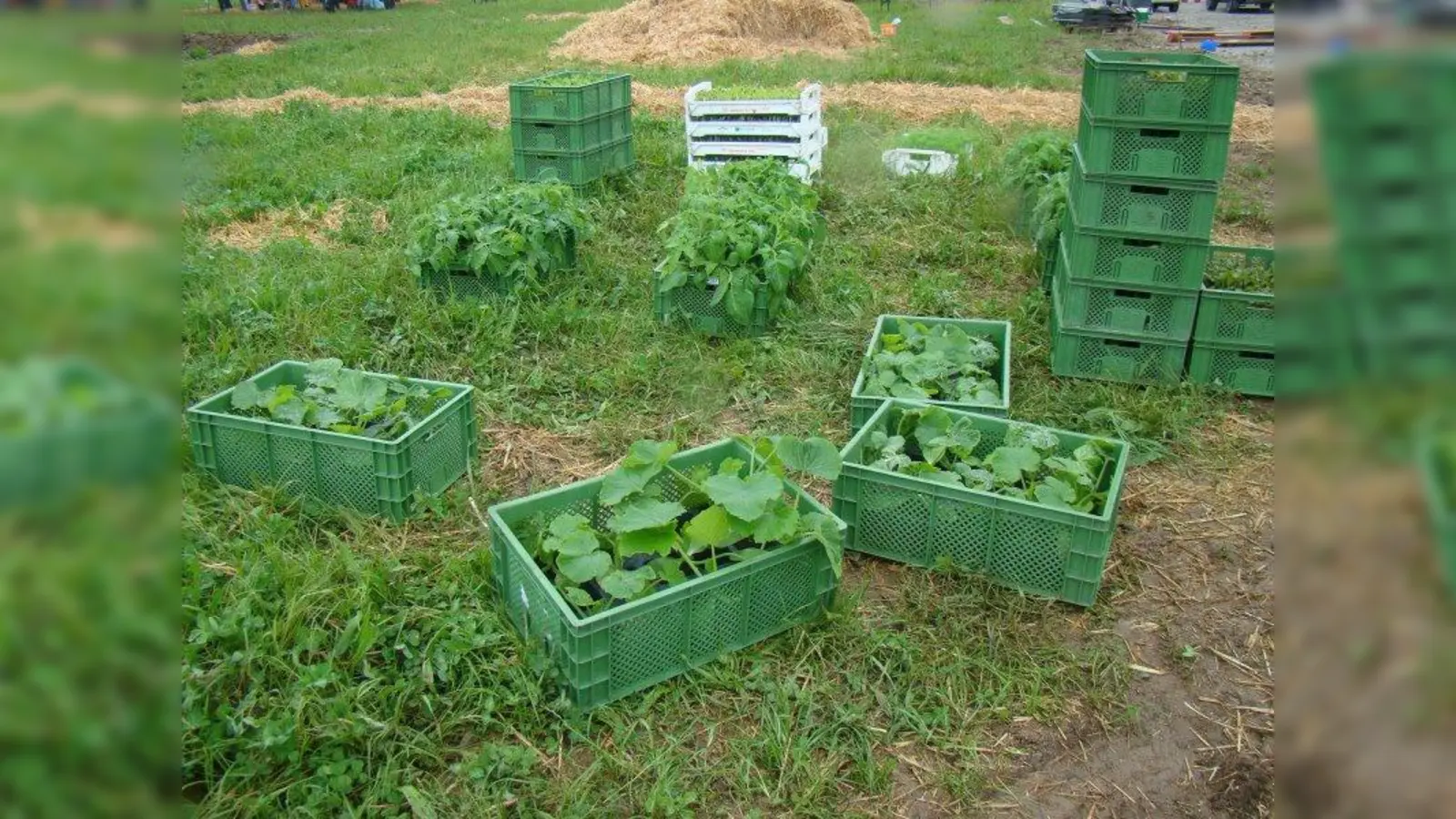 Im eigenen Krautgarten können Gemüsesetzlinge eingepflanzt werden. (Foto: pst)