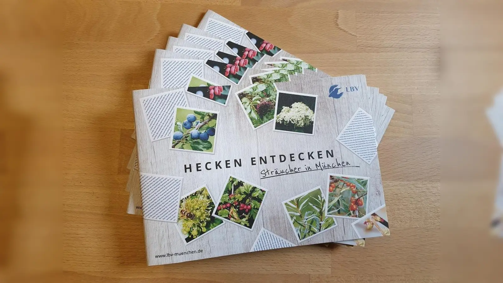 Die neue Broschüre „Hecken entdecken“ hat der LBV München mit Unterstützung des Referates für Gesundheit und Umwelt herausgebracht hat. (Foto: Frauke Lücke)