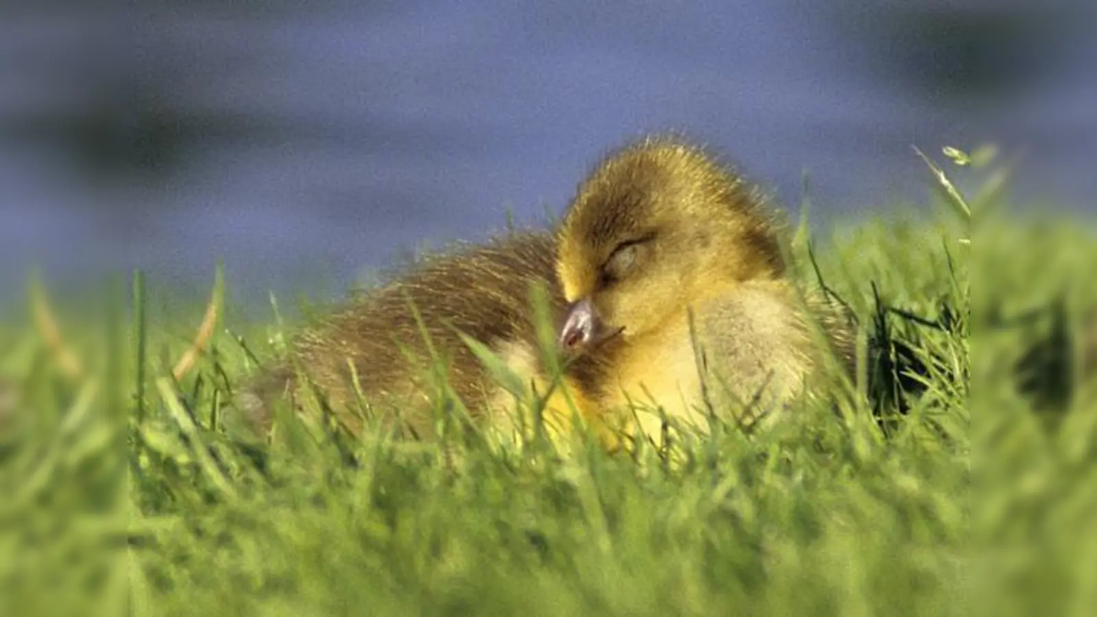 Wie Babys müssen auch Gänsejunge viel schlafen. 	 (Foto: VA)