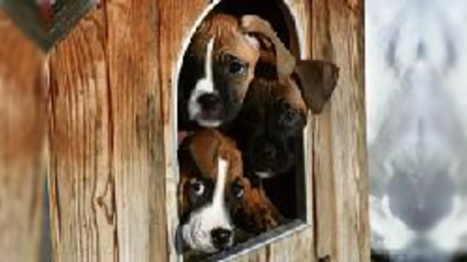 Wo bleiben denn die Gäste? Die drei Boxerwelpen werden jedes Herz erobern.	  (Foto: Tierheim München)