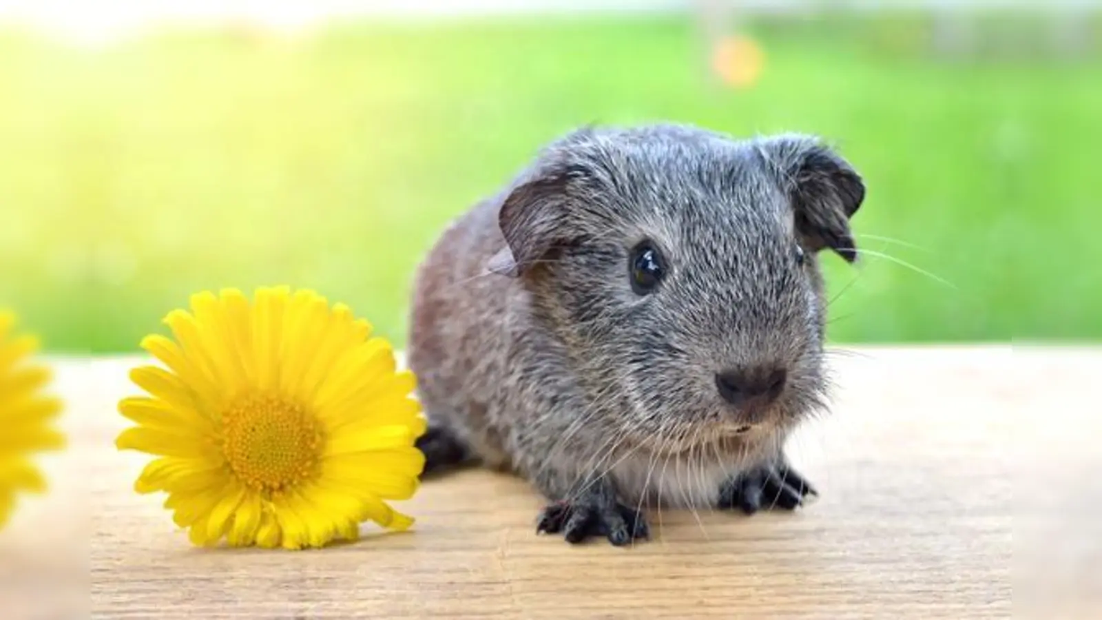 An diesem Wochenende wird der Reitsberger Hof in Vaterstetten zum wahren »Hotspot« für alle Meerschweinchen-Freunde. 	 (Foto: CC0)