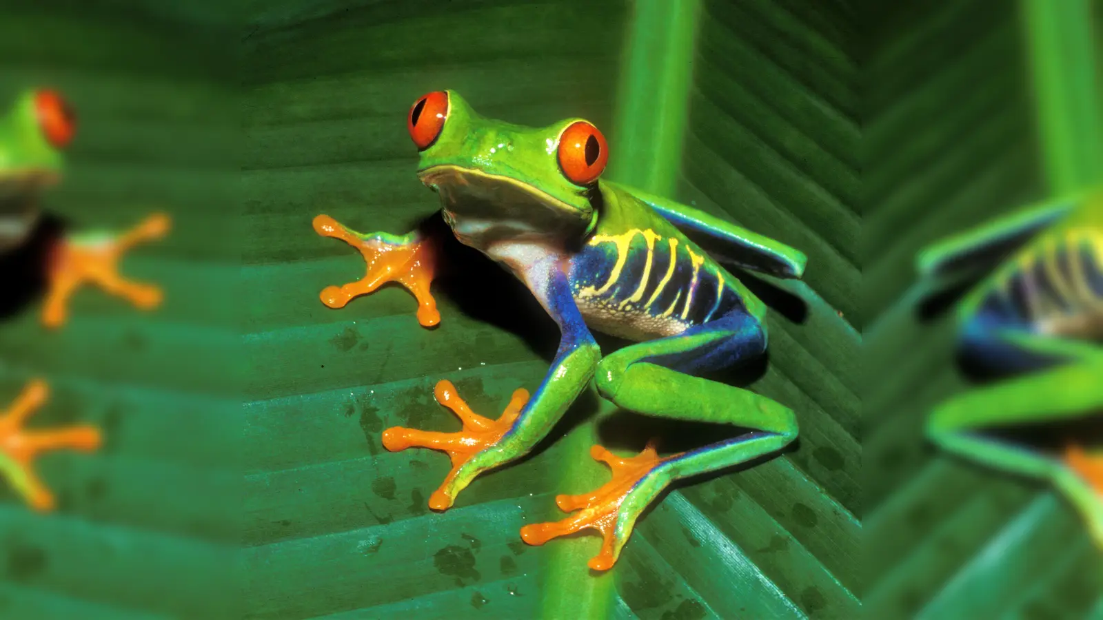 Auf eine abenteuerliche Bilderreise durch Costa Rica nimmt Harald Mielke seine Zuschauer mit.  (Foto: Mielke)