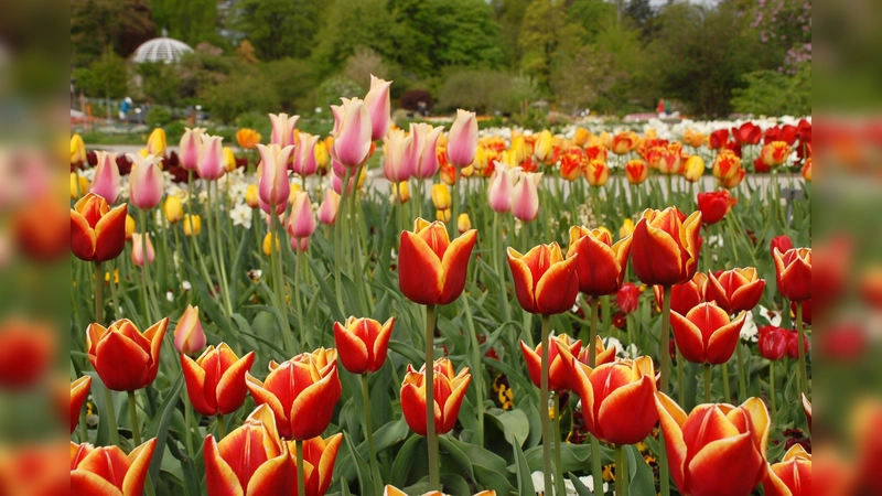 Tulpen im Schmuckhof (Parterregarten) des Botanischen Gartens. (Foto: Ehrentraud Bayer, BGM)