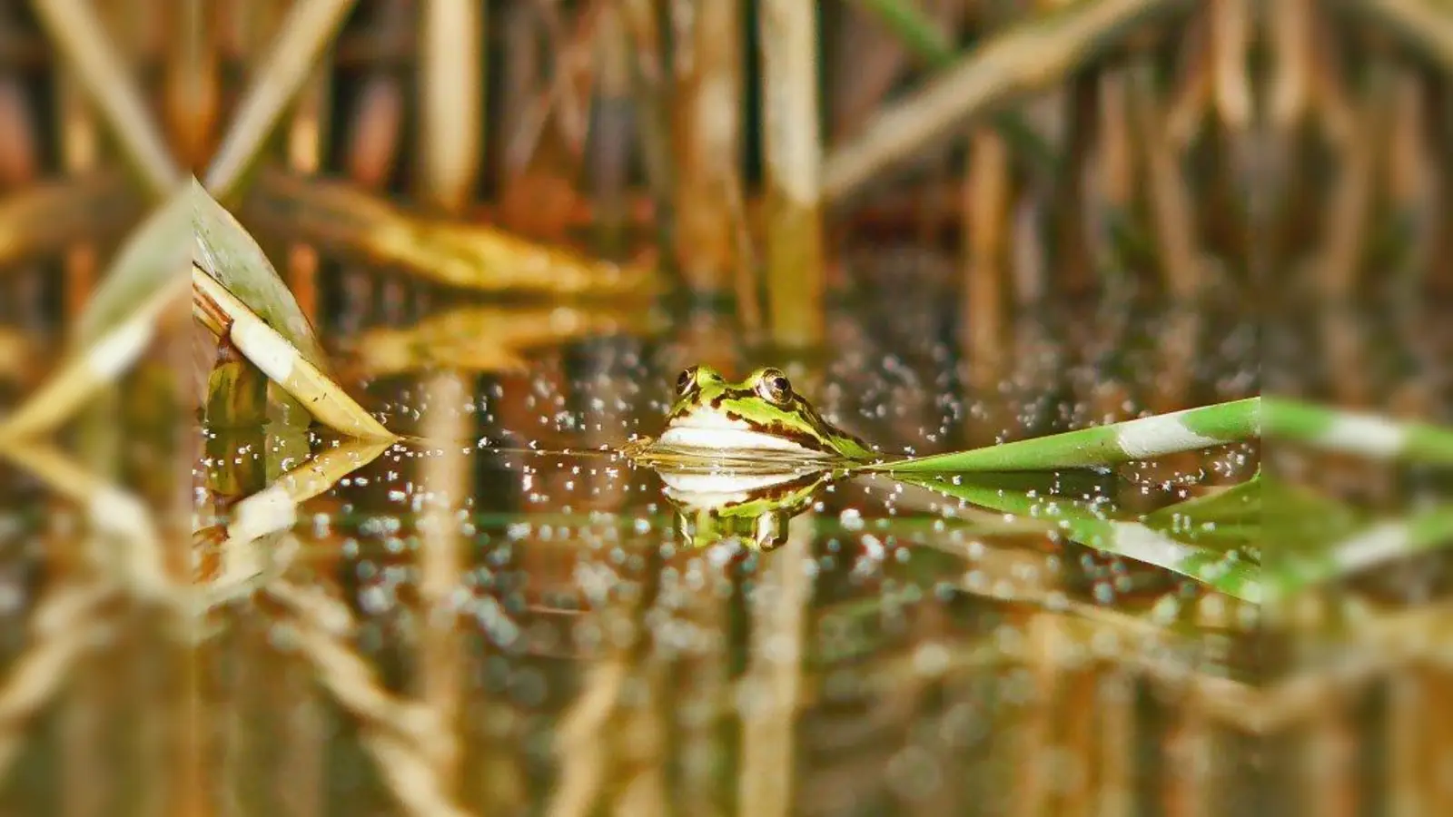 Kleingewässer sind der Lebensraum von zahlreichen Amphibien. (Foto: selbst/pixelio)