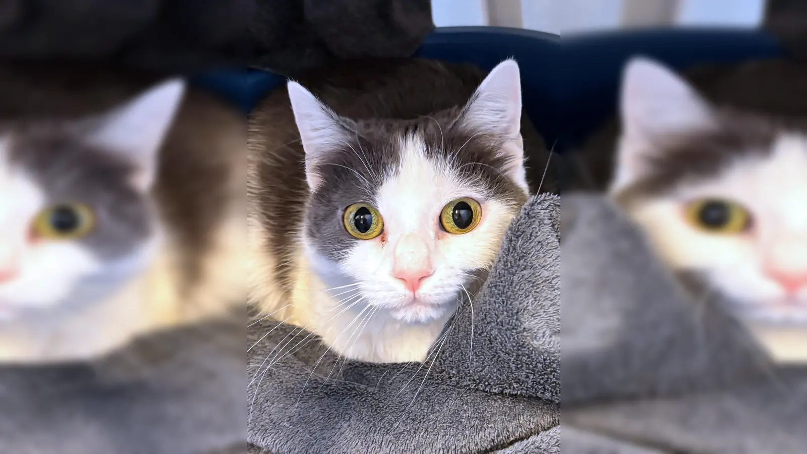 Kurzhaar Katze Kim. (Foto: Tierheim Riem)