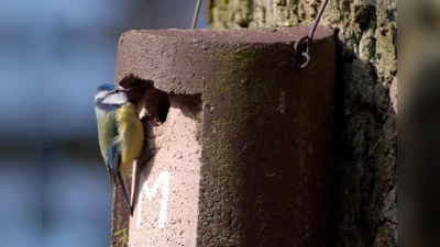 Wenn man die Nistkästen bereits jetzt aufhängt, haben die Vögel Zeit, sich mit ihnen vertraut zu machen. Im Bild eine Blaumeise mit Eigenheim.  (Foto: Andreas von Lindeiner, LBV-Bildarchiv)