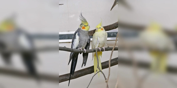 Die beiden Nymphensittiche Amarilla und Kewin haben eine sehr enge Bindung und möchten gemeinsam vermittelt werden. (Foto: Andrea Huber)