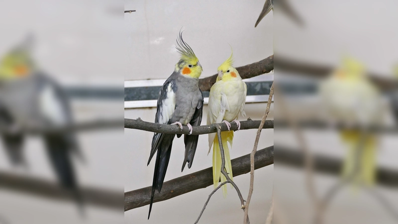 Die beiden Nymphensittiche Amarilla und Kewin haben eine sehr enge Bindung und möchten gemeinsam vermittelt werden. (Foto: Andrea Huber)