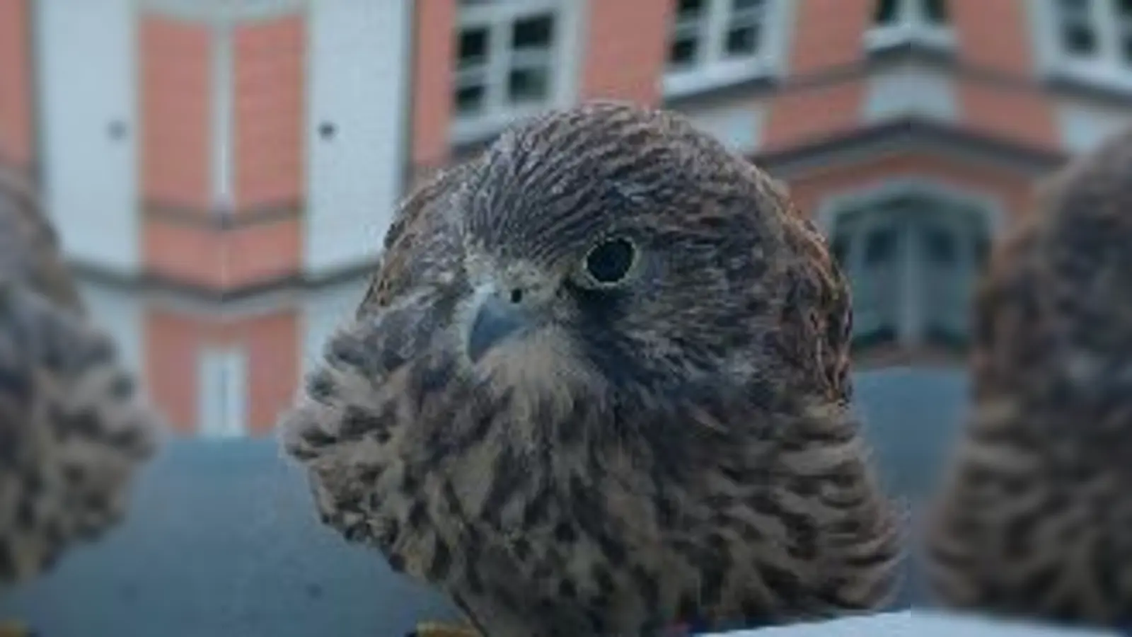 Neugierig guckt der Falke, was sich so  (tut.Foto: VA)