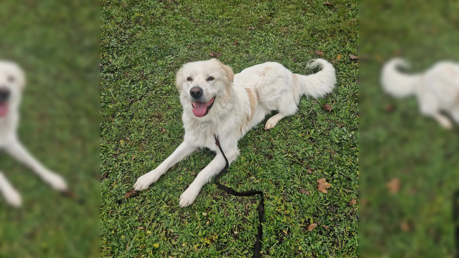 Der Herdenschutzhund „Dino” wiegt 37 kg bei einer Schulterhöhe von 65 cm. (Foto: Tierheim Riem)
