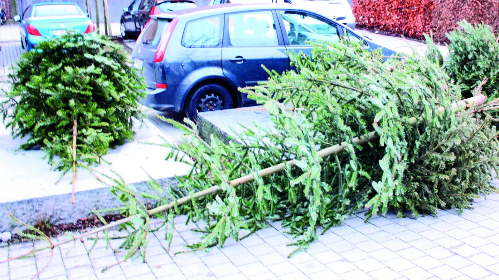 Nach dem Weihnachtsfest hat der schönste Christbaum ausgedient. (Foto: job)