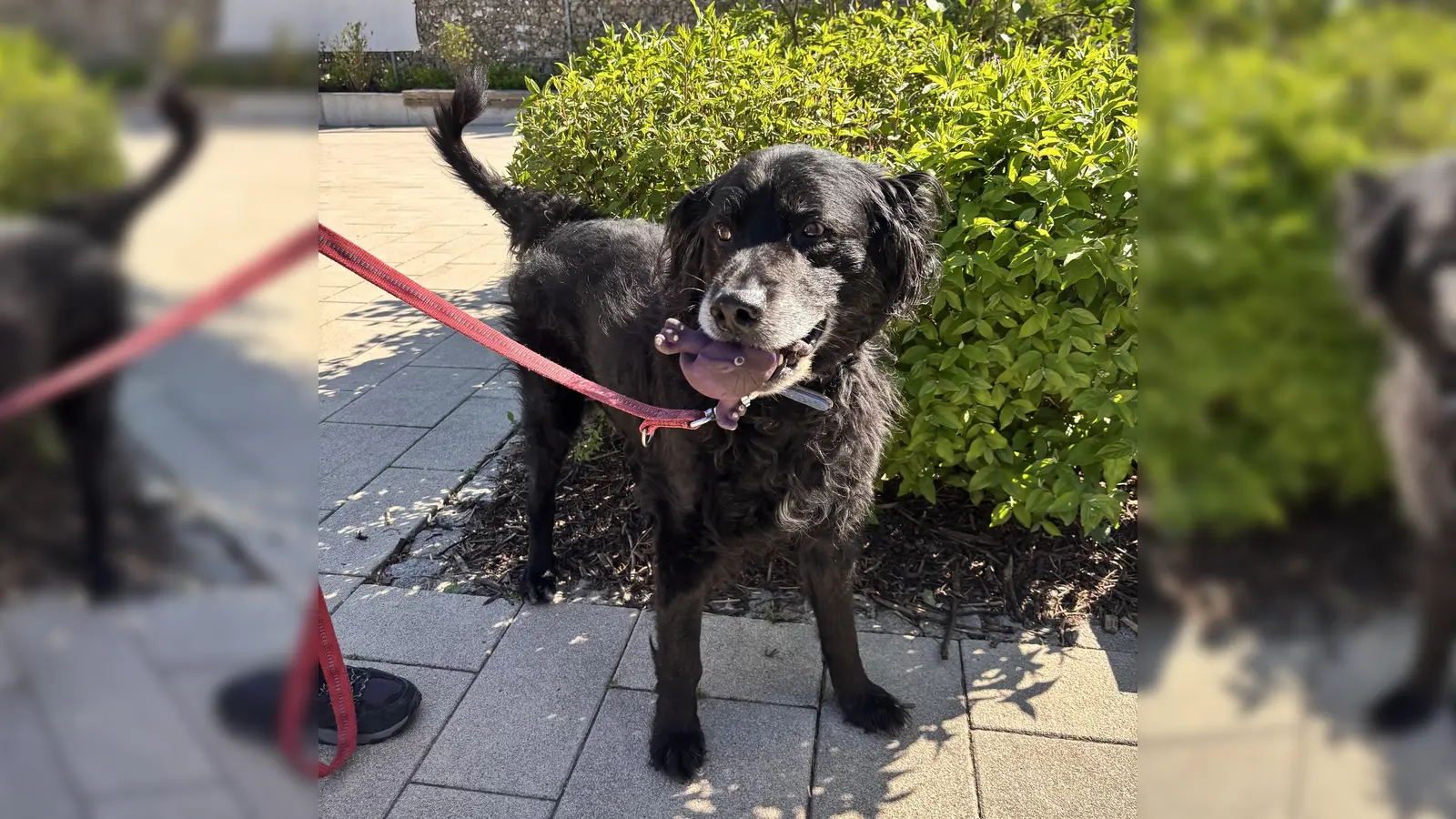 Mischlingshund Paul (Foto: Tierheim Riem)