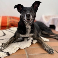 Die Mischlingshündin Molly braucht klare und konsequente Führung. (Foto: Tierheim Riem)