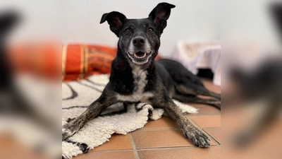 Die Mischlingshündin Molly braucht klare und konsequente Führung. (Foto: Tierheim Riem)