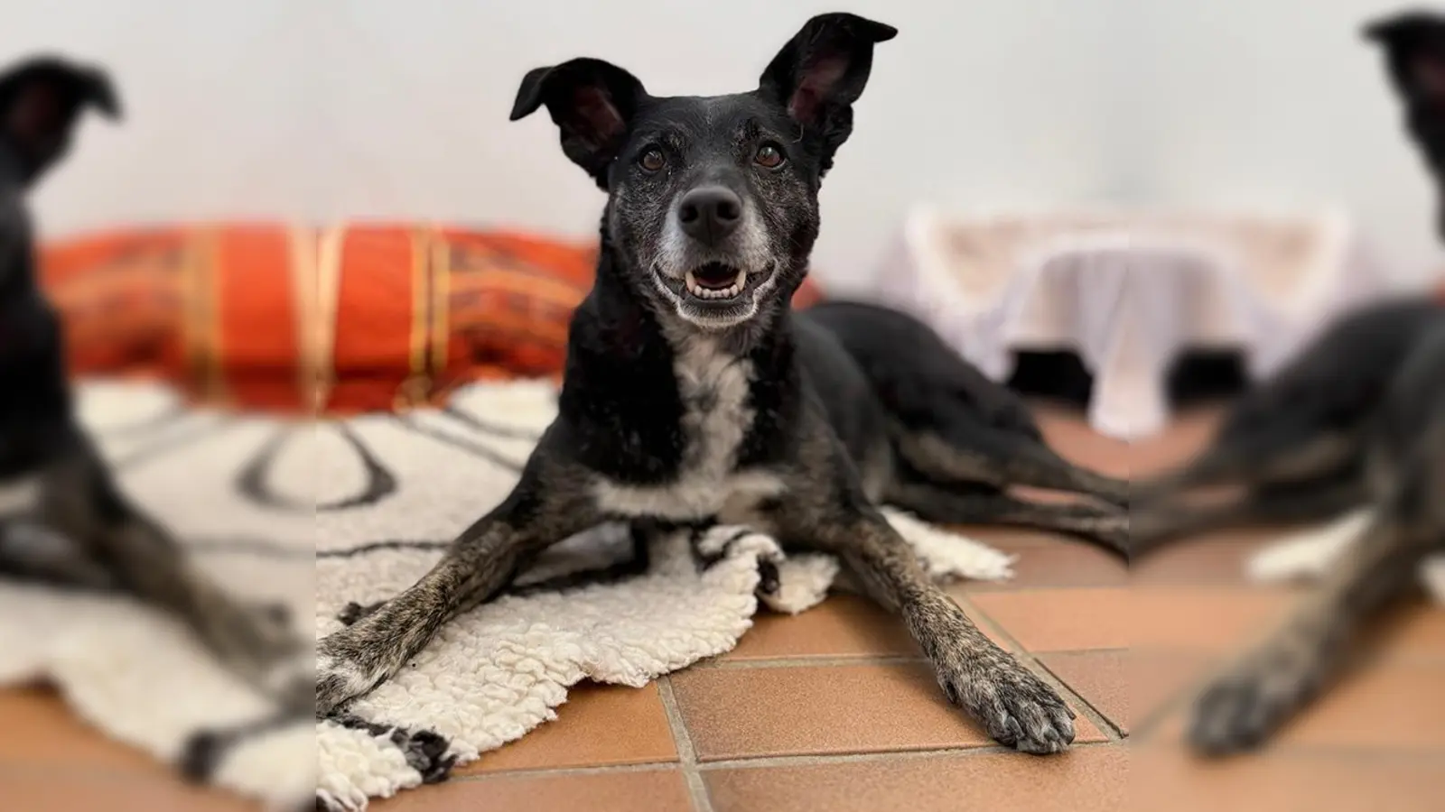 Die Mischlingshündin Molly braucht klare und konsequente Führung. (Foto: Tierheim Riem)