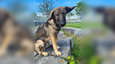 Kimbo sucht ein liebevolles Zuhause. (Foto: Tierheim Riem)