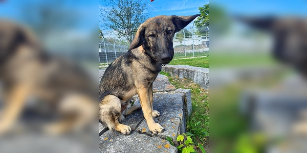 Kimbo sucht ein liebevolles Zuhause. (Foto: Tierheim Riem)