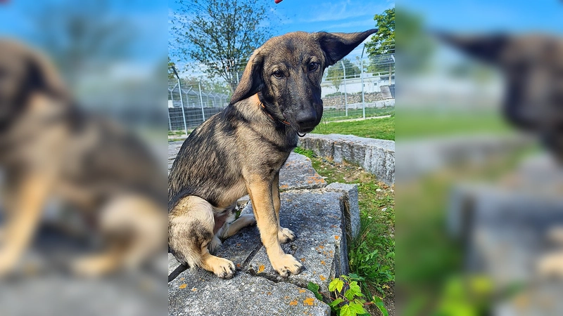 Kimbo sucht ein liebevolles Zuhause. (Foto: Tierheim Riem)