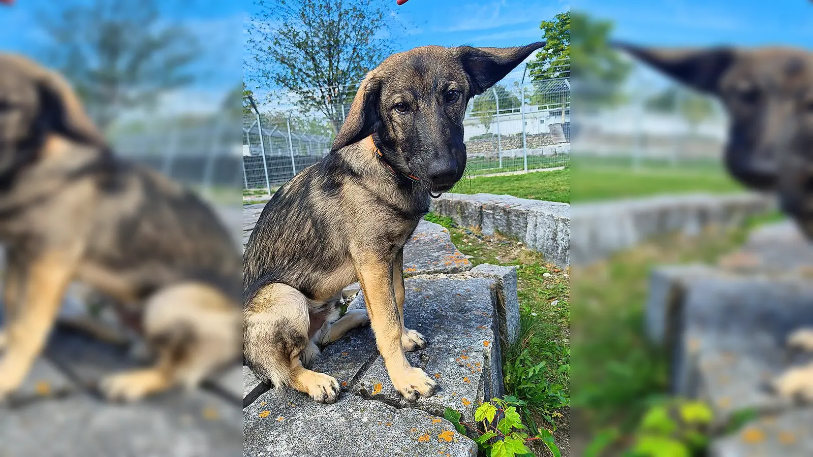 Kimbo sucht ein liebevolles Zuhause. (Foto: Tierheim Riem)
