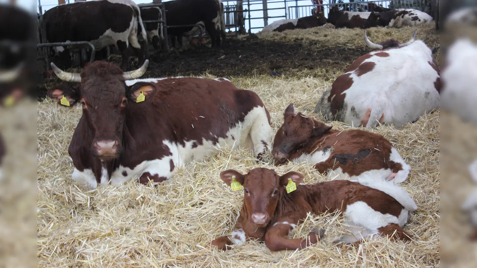 Wie fast überall in Bayern unterliegt auch im Landkreis Erding die Landwirtschaft rückläufigen Entwicklungen. (Foto: Stefan Dohl)
