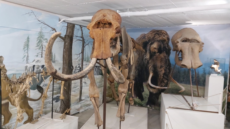 Das Urzeitmuseum Taufkirchen/Vils zeigt Exponate zu Dinosauriern und anderen Tieren der Urzeit. (Foto: bas)