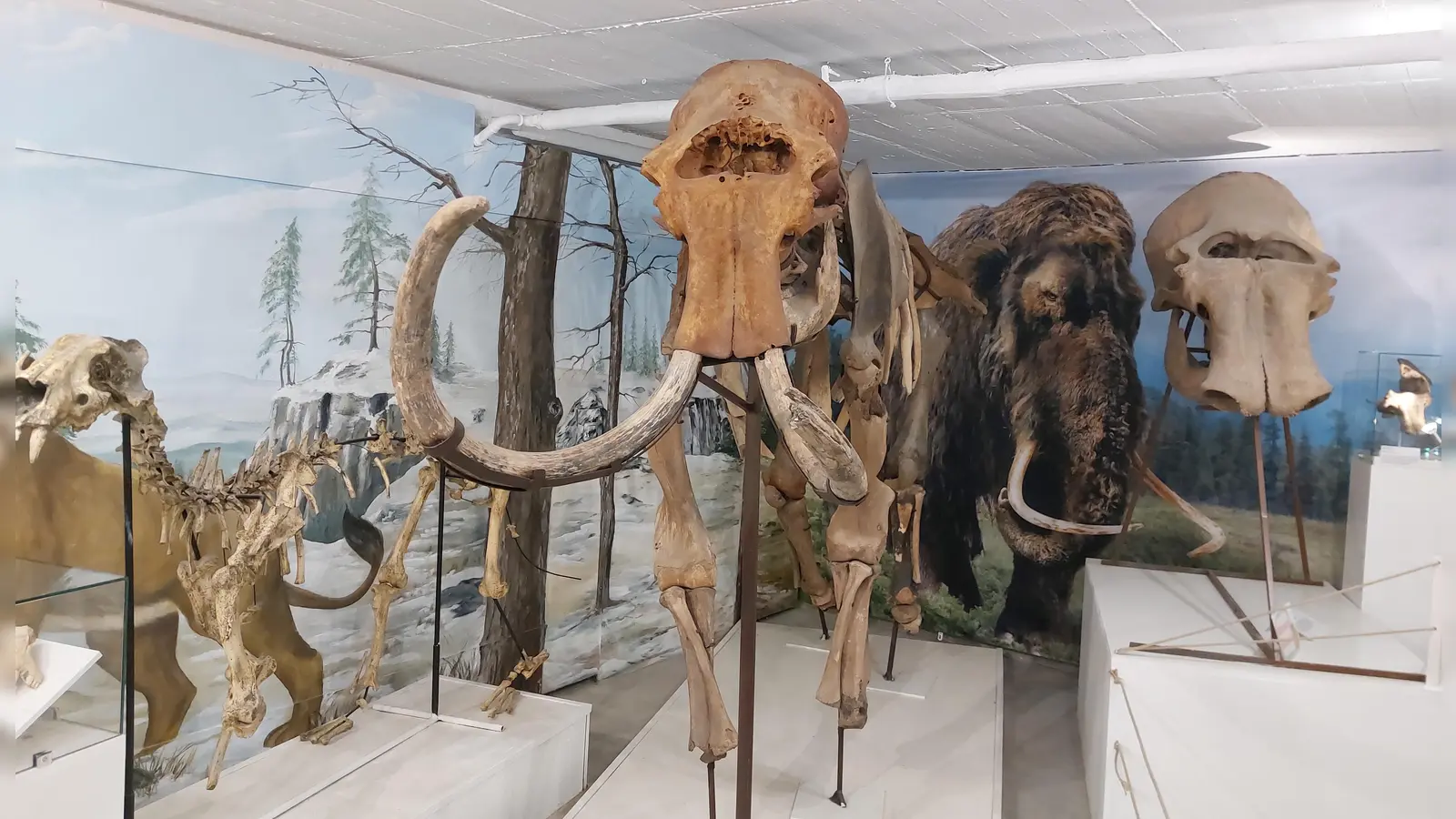 Im Urzeitmuseum Taufkirchen gibt es zahlreiche Exponate zu Dinosauriern und anderen Tieren der Urzeit. (Foto: bas)