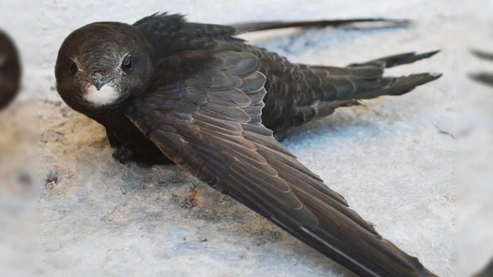 Mauersegler ähneln den Schwalben, sind mit diesen aber nicht näher verwandt. (Foto: Kent Hagan)