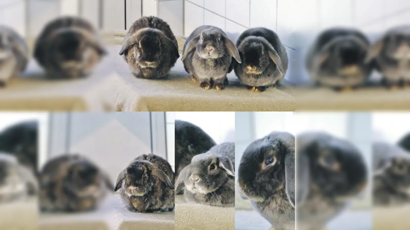 Micky (weibl.), Nicky (weibl.) und Maui (männl., kastriert). (Foto: Tierheim Riem)