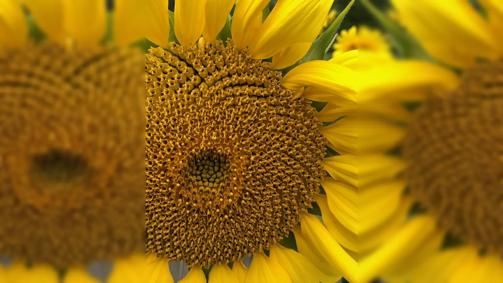 Wo welche Blumen am besten gedeihen kann man bei der ISUS-Gartenschule erfahren.  (Foto: hw)