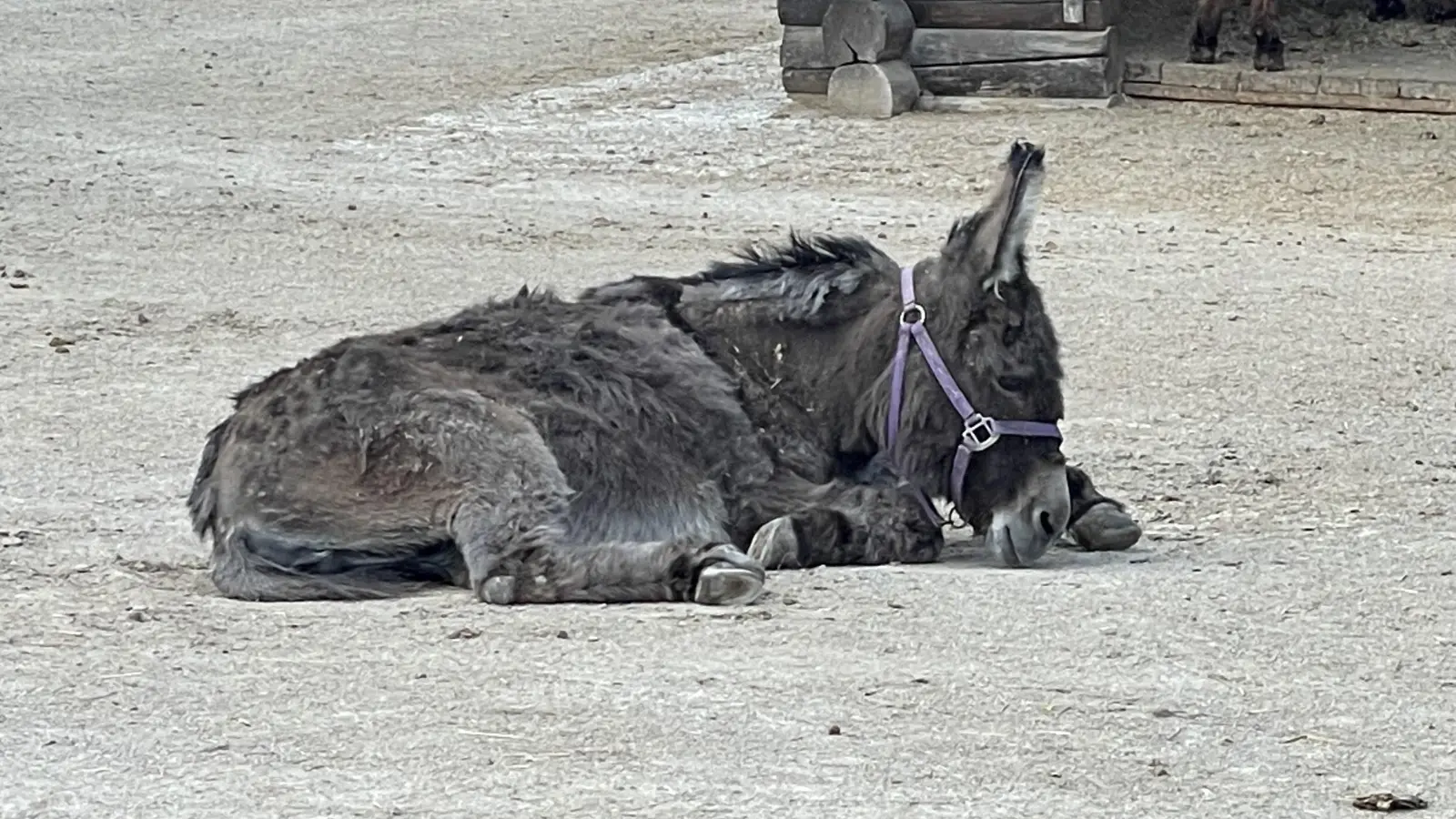 Auch Esel spielen in dem Musikstück eine Rolle. Es wird ein buntes Konzert mit Tierlauten – gespielt auf Orgel und Schlagzeug.  (Symbolbild: pst)
