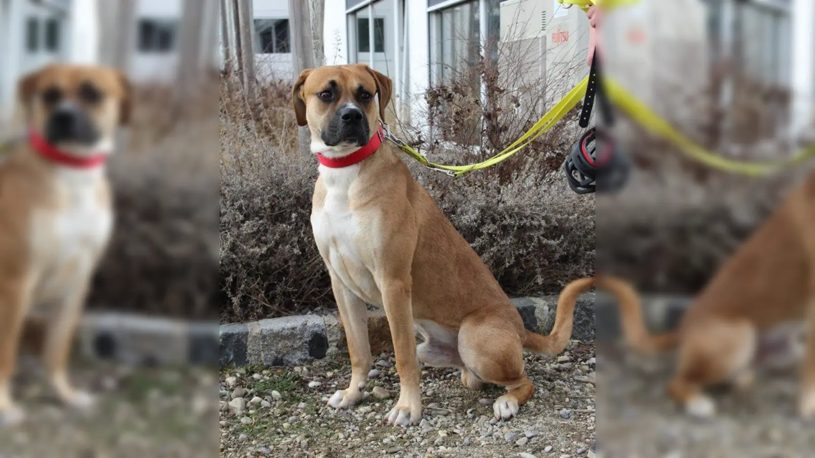 Brady (Foto: Tierheim München)