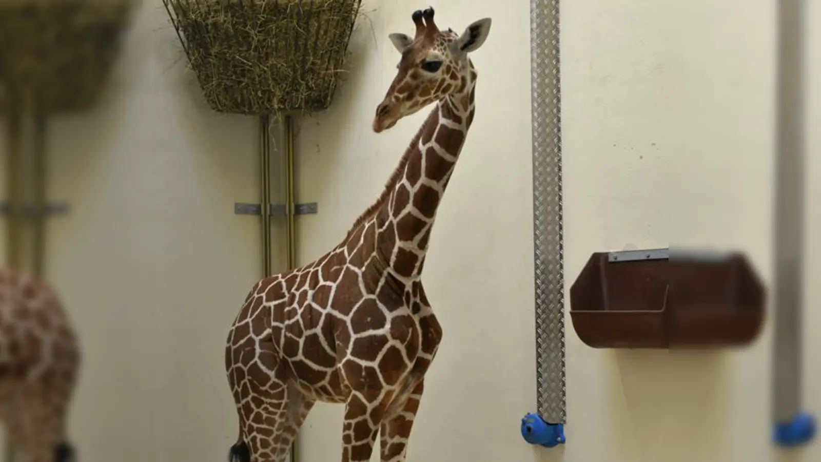 Die Giraffensavanne im Tierpark Hellabrunn ist um ein neues Mitglied reicher.	 (Foto: Tierpark Hellabrunn AG)