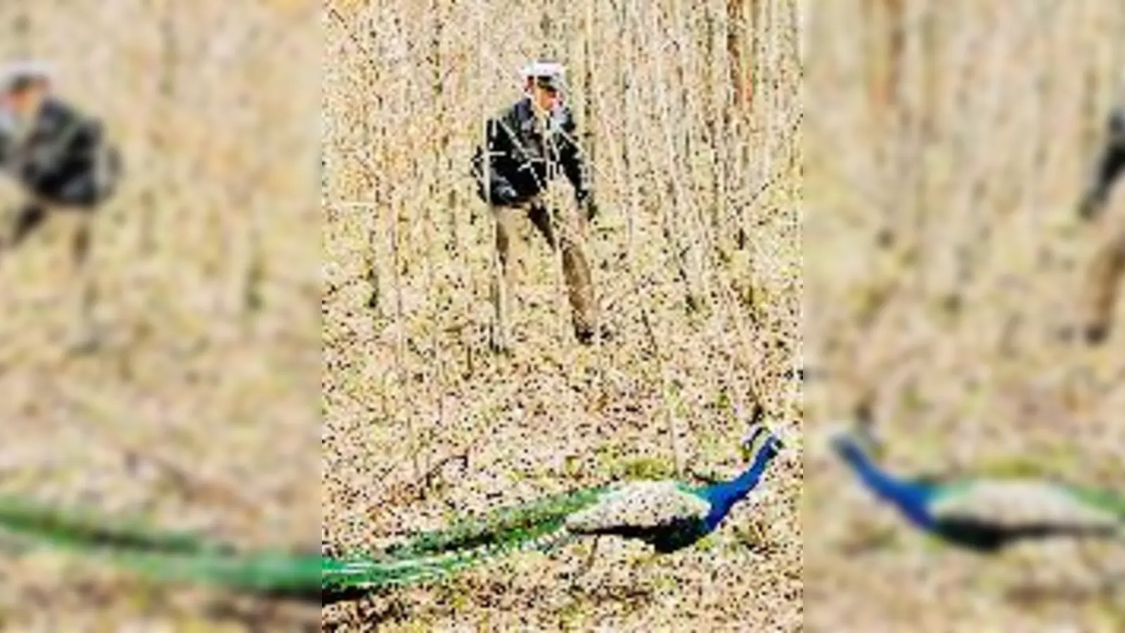 Schöngeister auf Abwegen: Die Polizei machte am Donnerstag Pfauenjagd. 	 (Foto: PI)