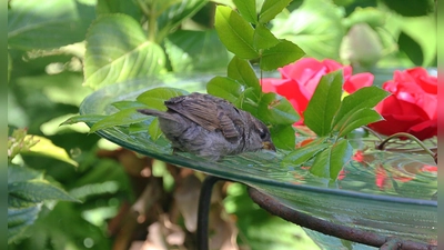 Dankbarer Gast im Garten: Der Haussperling – in Bayern der Spatz – freut sich über das Wasser in der erhöht angebrachten Vogeltränke. (Foto: Monika Graf LBV Bildarchiv)